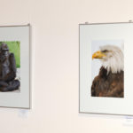 Fotoausstellung Johanneshaus in Nierstein, Tierisches aus aller Welt