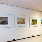 Fotoausstellung Johanneshaus in Nierstein, Tierisches aus aller Welt