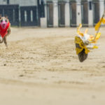 Windhund-Rennen in Hünstetten