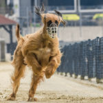 Windhund-Rennen in Hünstetten