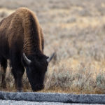 Yellowstone-Nationalpark / Rocky Mountains, Vereinigte Staaten von Amerika