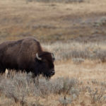 Yellowstone-Nationalpark / Rocky Mountains, Vereinigte Staaten von Amerika